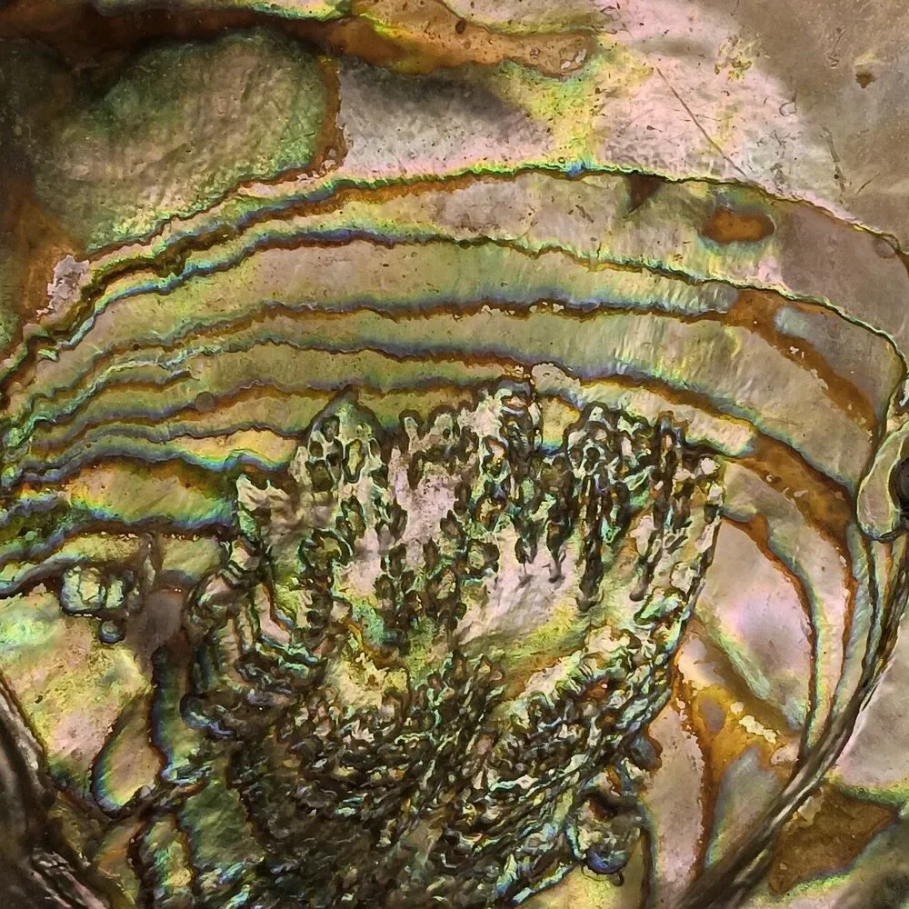 Vintage large abalone